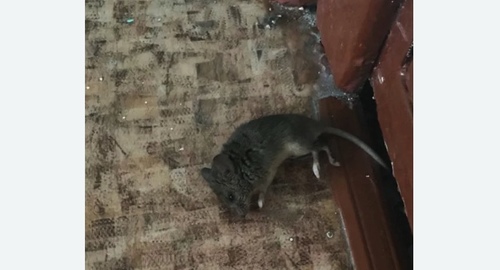 Дезинфекция от мышей в Саранске